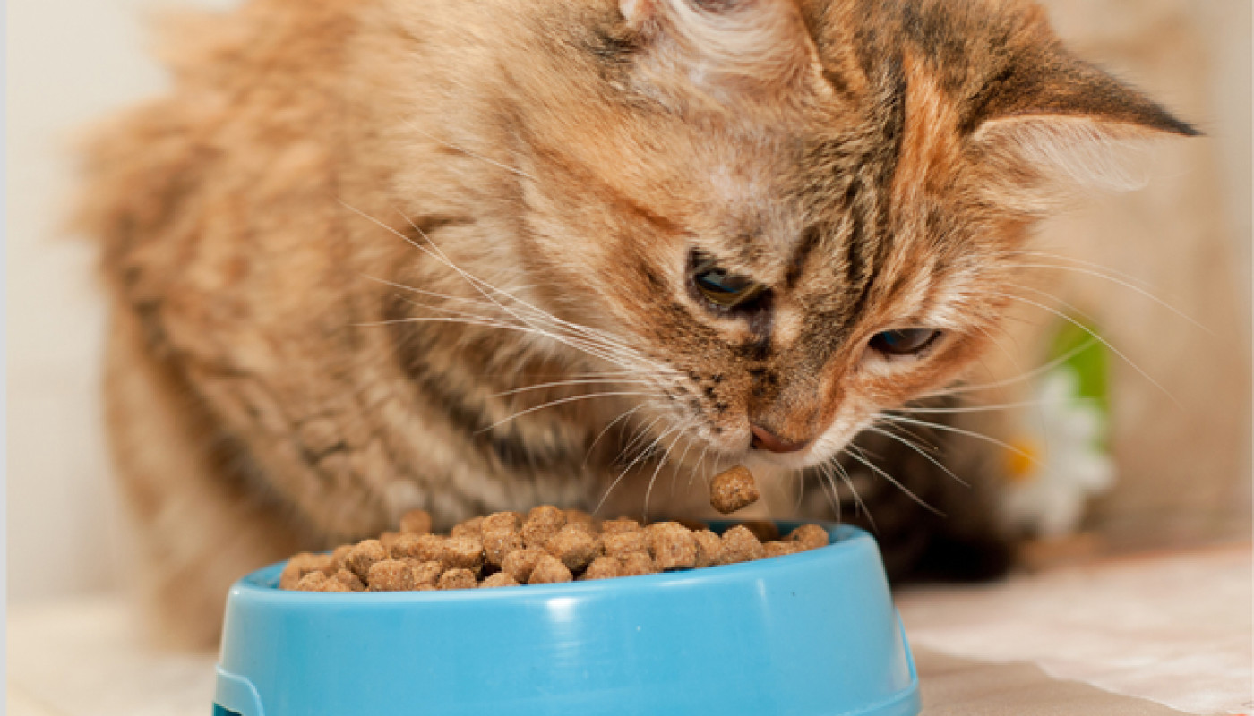 Chats - Quelles sont les meilleures croquettes pour chat sans céréales ?